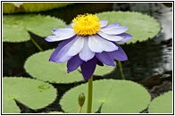 Water Lily