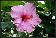 Hibiscus
