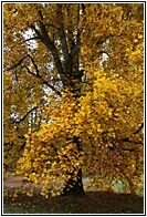Tulip Tree