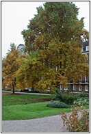 Temple Garden