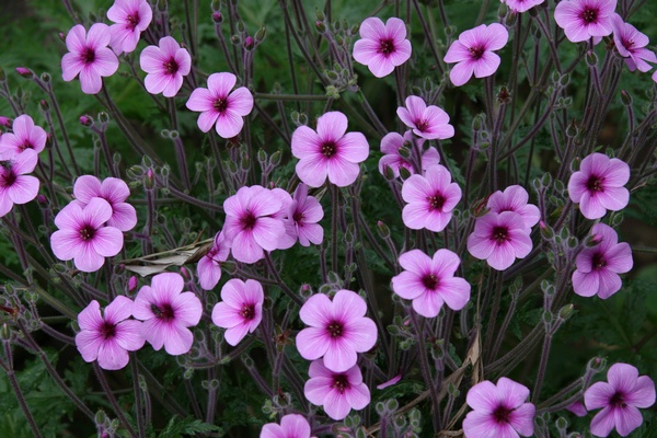 Flores de Madeira