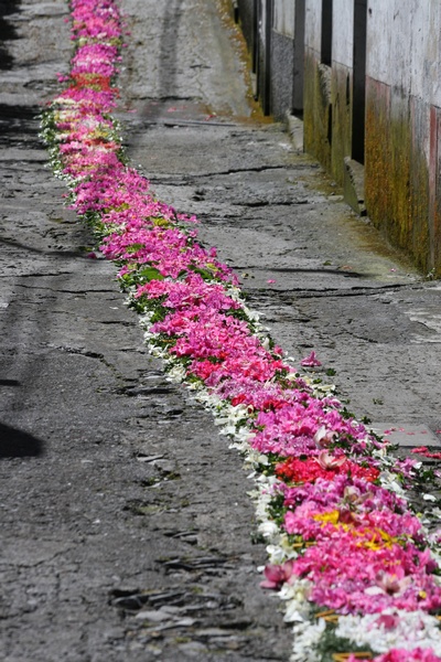 Fiesta Floral