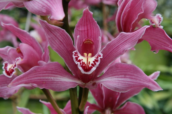 Orqudea