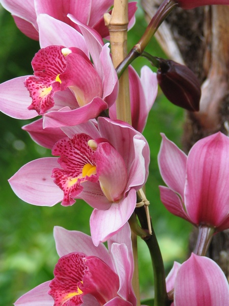 Orqudeas