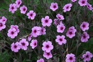 Flores de Madeira