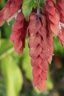 Flores exticas