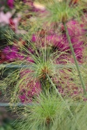Papiro