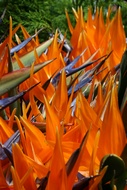 Aves del Paraso