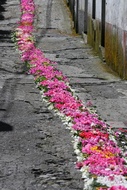 Fiesta Floral