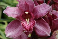 Orqudea