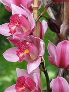 Orqudeas