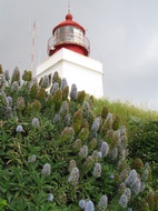 Faro