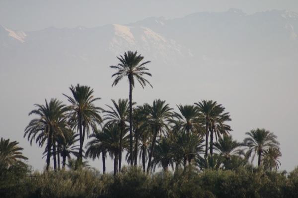 Palm Trees and the Atlas