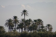 Palm Trees and the Atlas