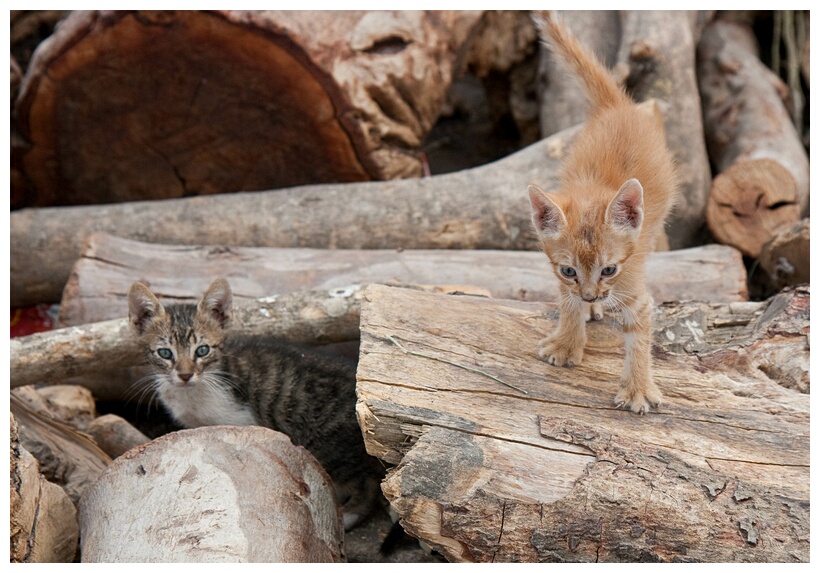 Street Cats