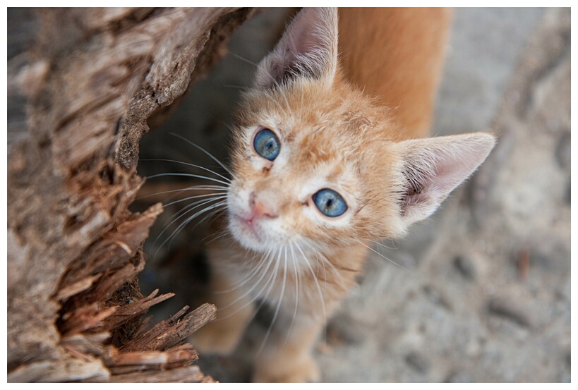 Street Kitten
