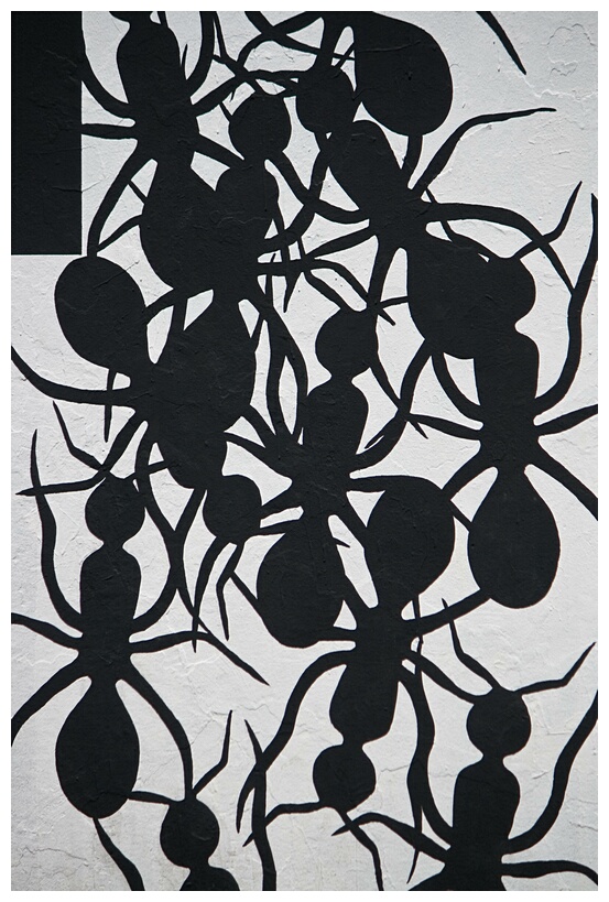 Painted Ants