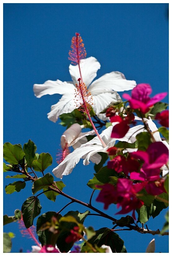 Beautiful Flowers