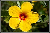 Yellow Flower