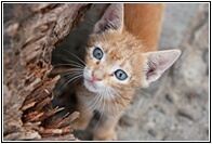 Street Kitten