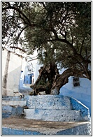 Old Olive Tree