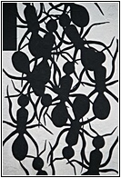 Painted Ants
