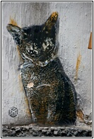 Black Kitty