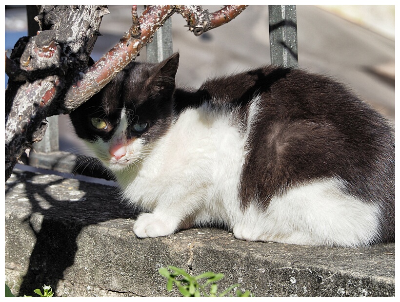 Gato