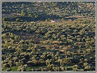 Olivos