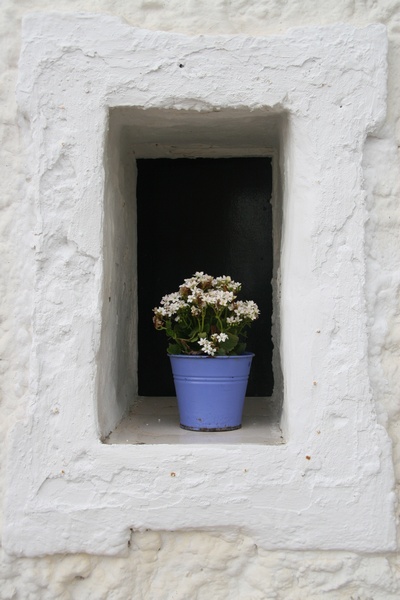 Flowers in the window