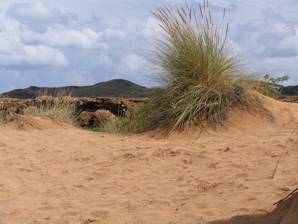 Sandy hillock