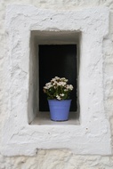 Flowers in the window