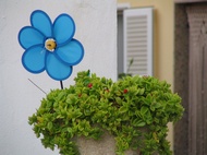 Blue flower