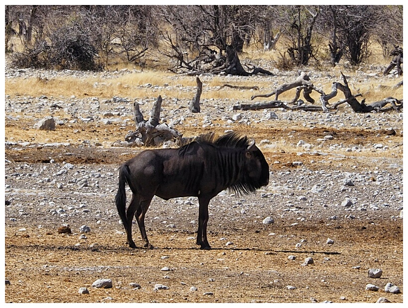 Etosha National Park