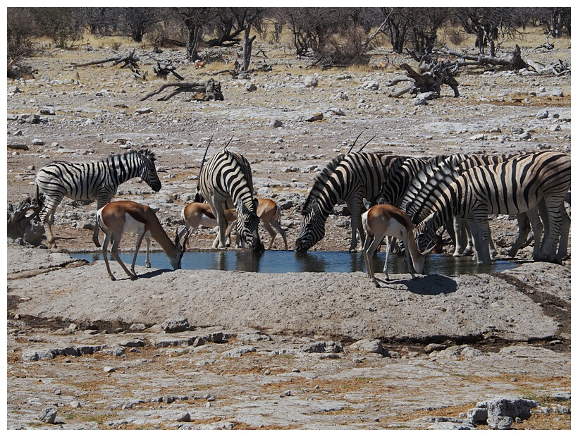 Waterholes