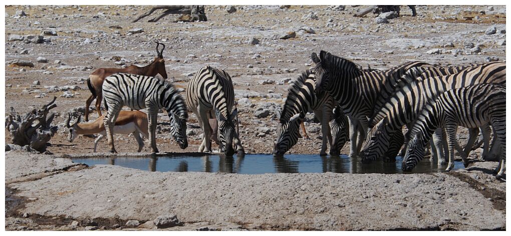 Etosha National Park