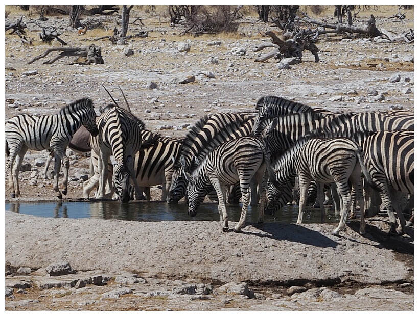 Etosha National Park