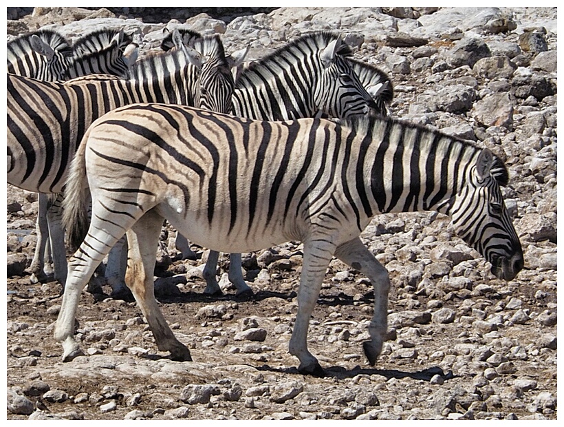 Etosha National Park