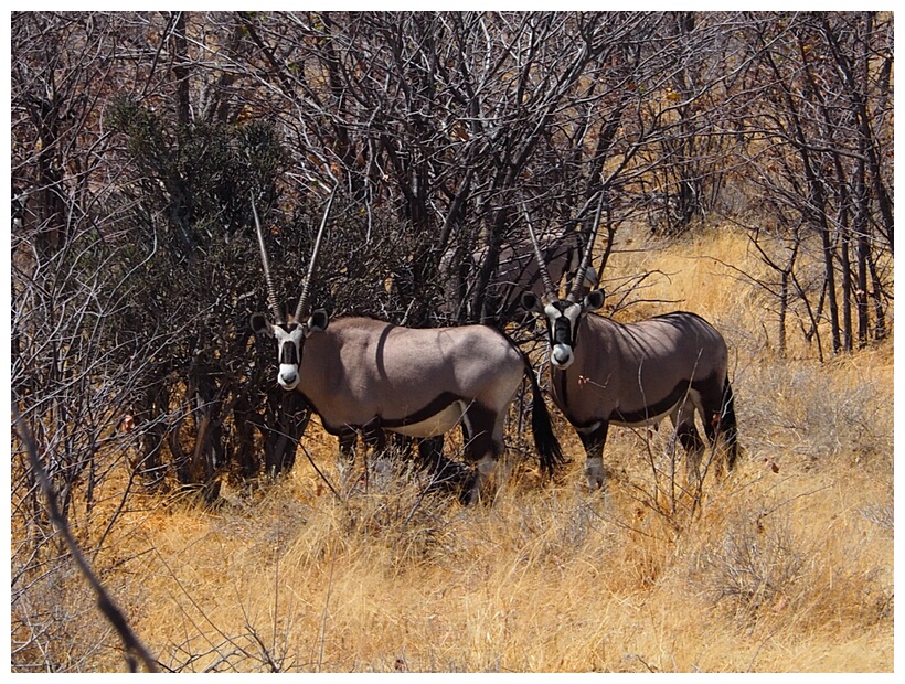Etosha National Park