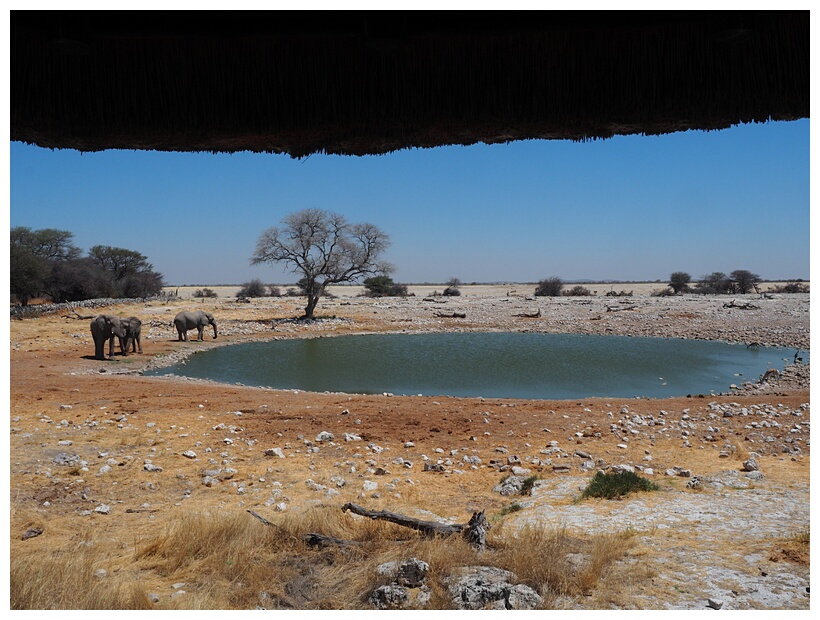 Etosha National Park