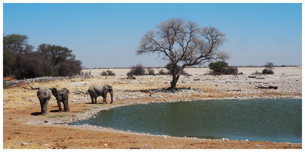 Etosha National Park