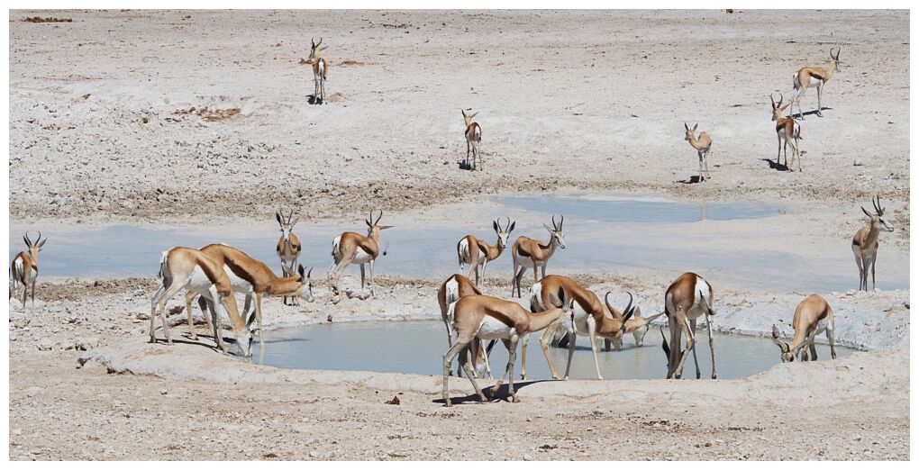 Etosha National Park