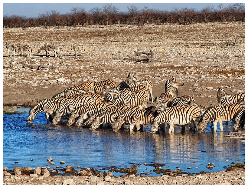 Etosha National Park