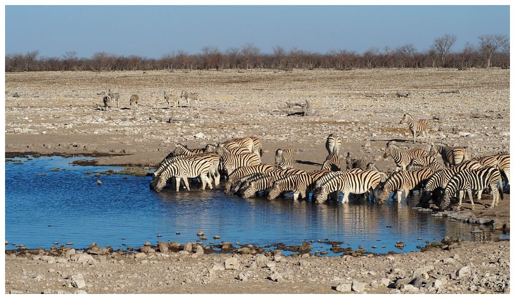 Etosha National Park