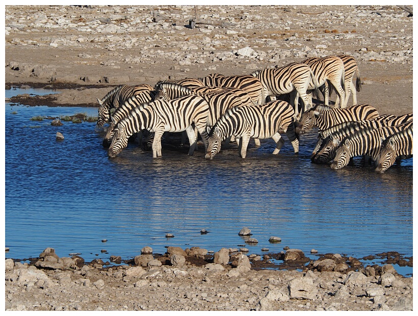 Etosha National Park