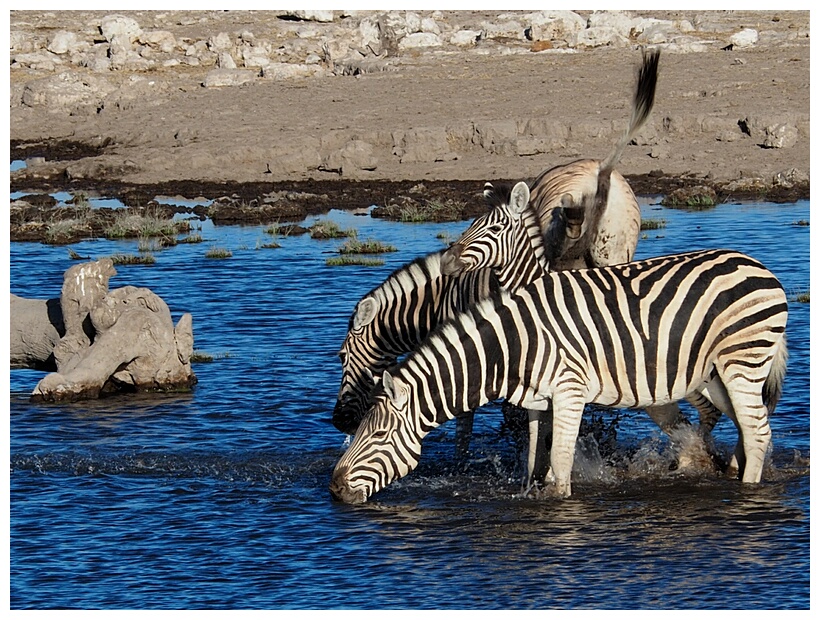 Etosha National Park