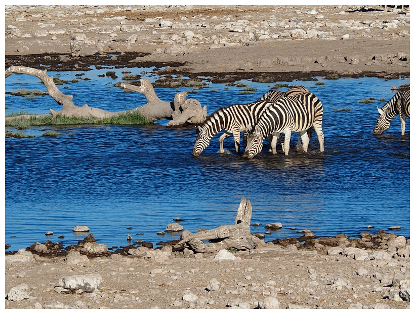 Etosha National Park