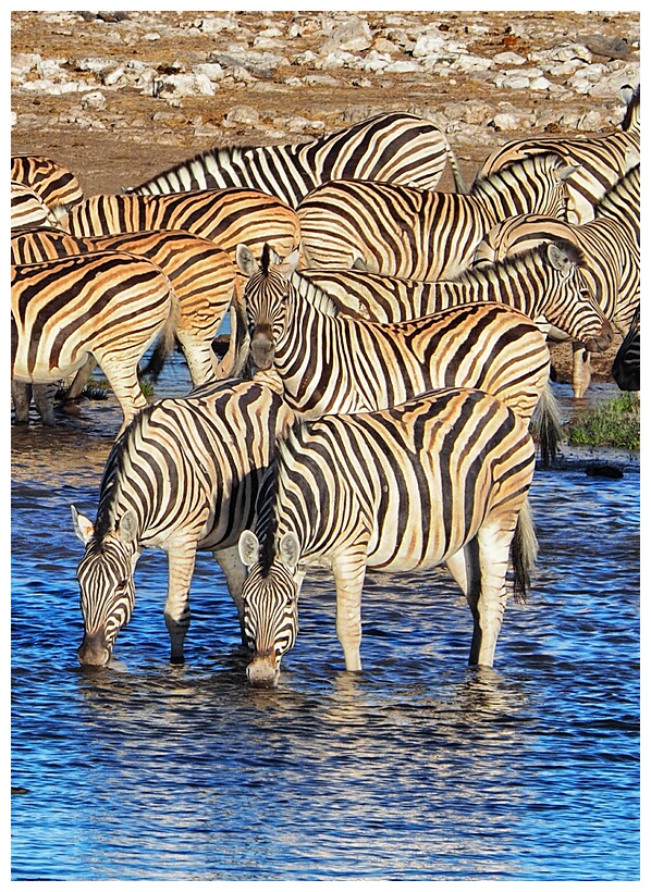 Etosha National Park