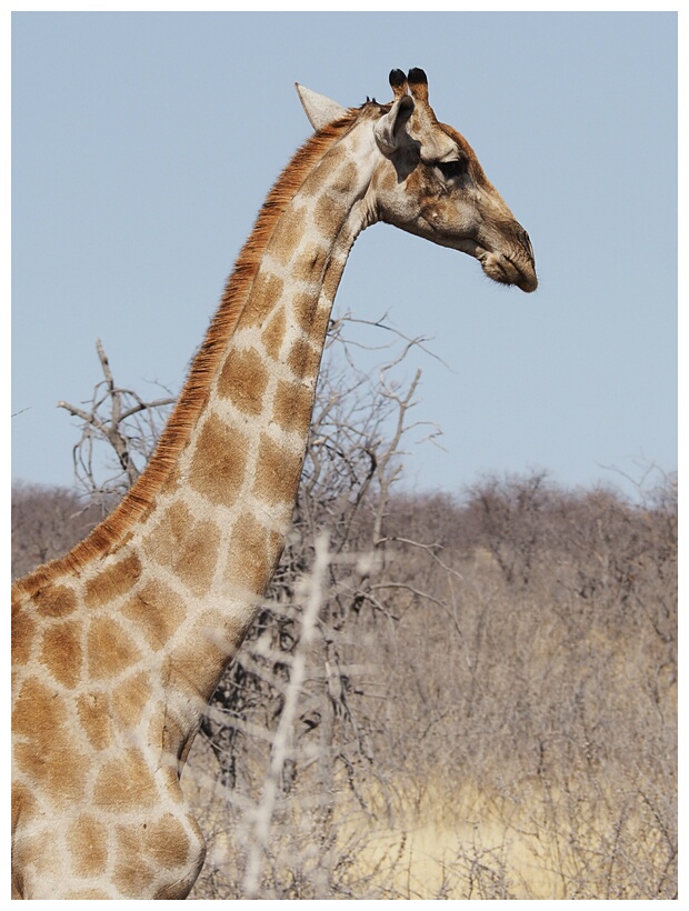 Giraffe
