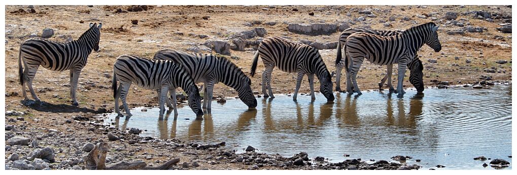 Zebras